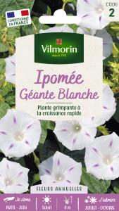 Ipomée Géante Blanche